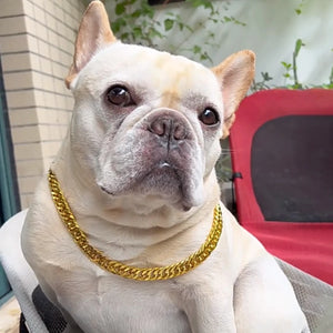Premium Gold Chain Pet Collar – Adjustable Dog & Cat Necklace