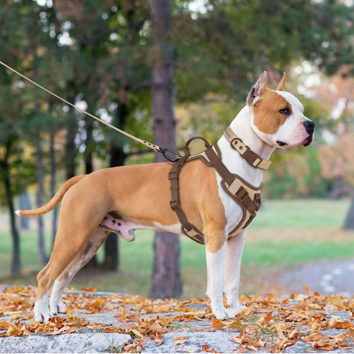 Luxury No-Pull Dog Harness – Adjustable for All Sizes
