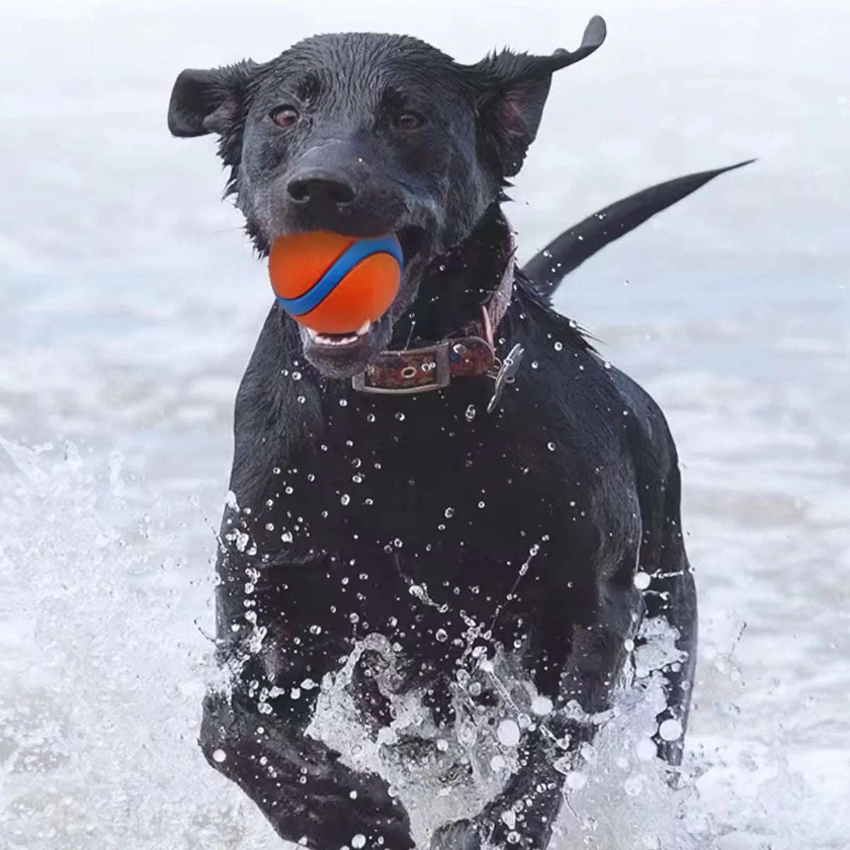 Interactive Rubber Dog Ball – Chew, Training & Teeth Cleaning Toy