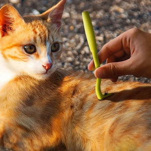 3-Pack Tick Remover Tool – Flea & Tick Tweezers for Dogs and Cats